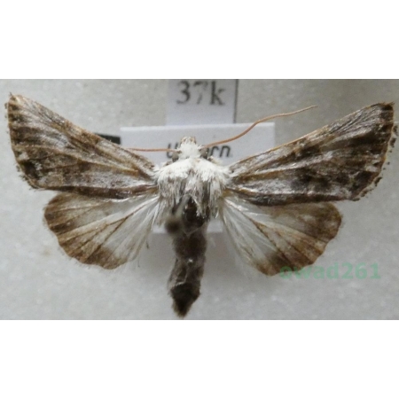 Calophasia opalina (Esper, 1793) Hungaria37k